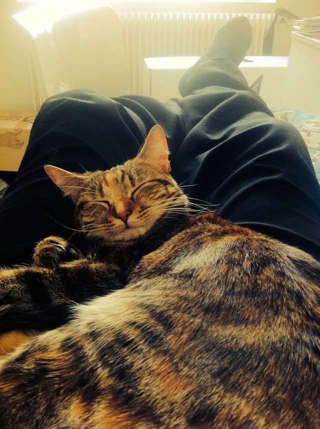 Adopted Tohru