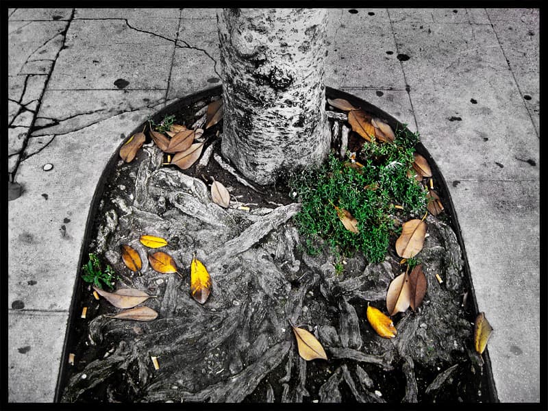 Fleurs sur Sépulcre en Fa mineur