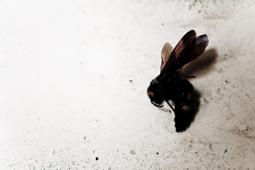 The Wasp
