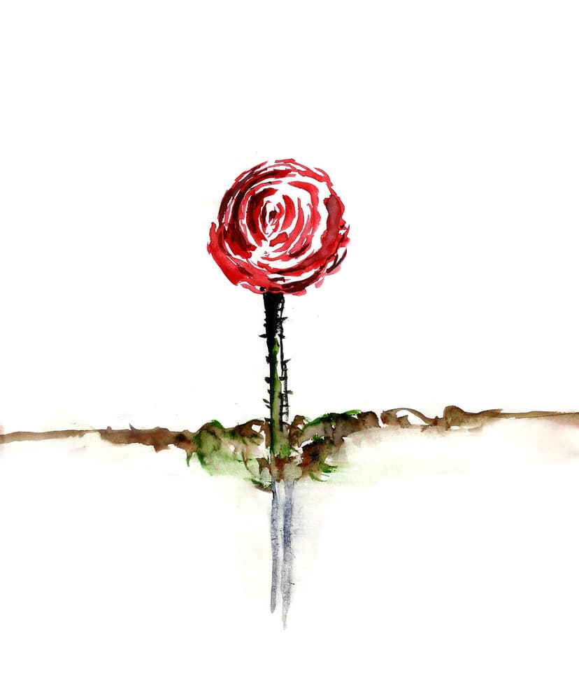 Rose