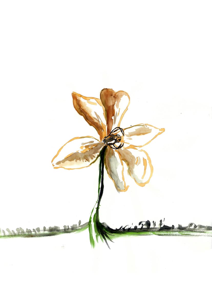Lily