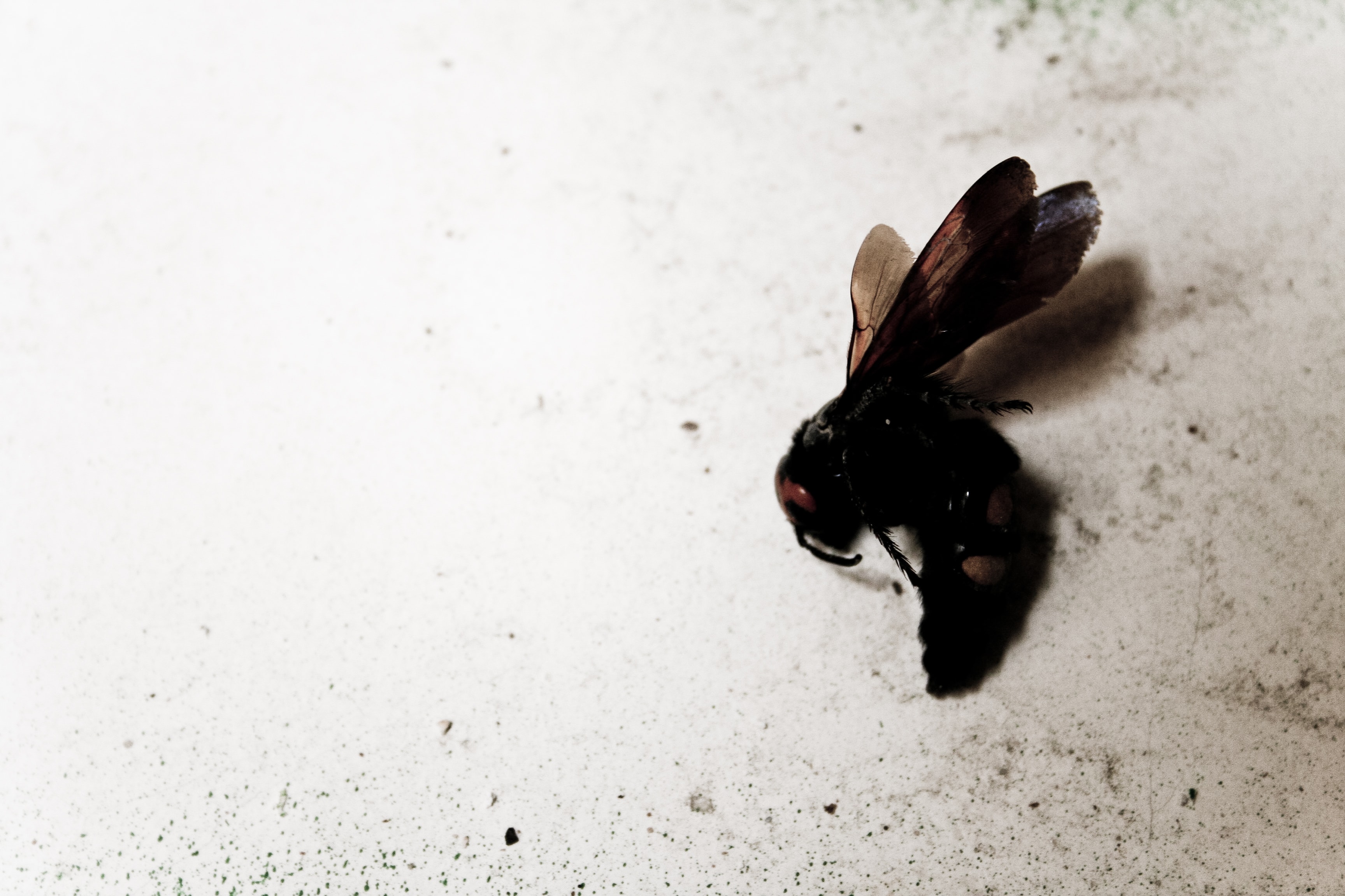 The Life and Death of a Wasp