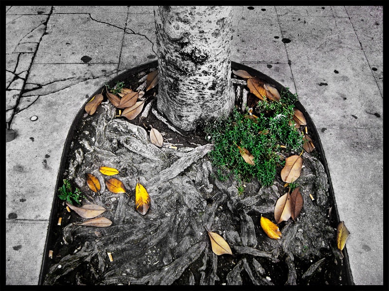 Fleurs sur Sépulcre en Fa mineur