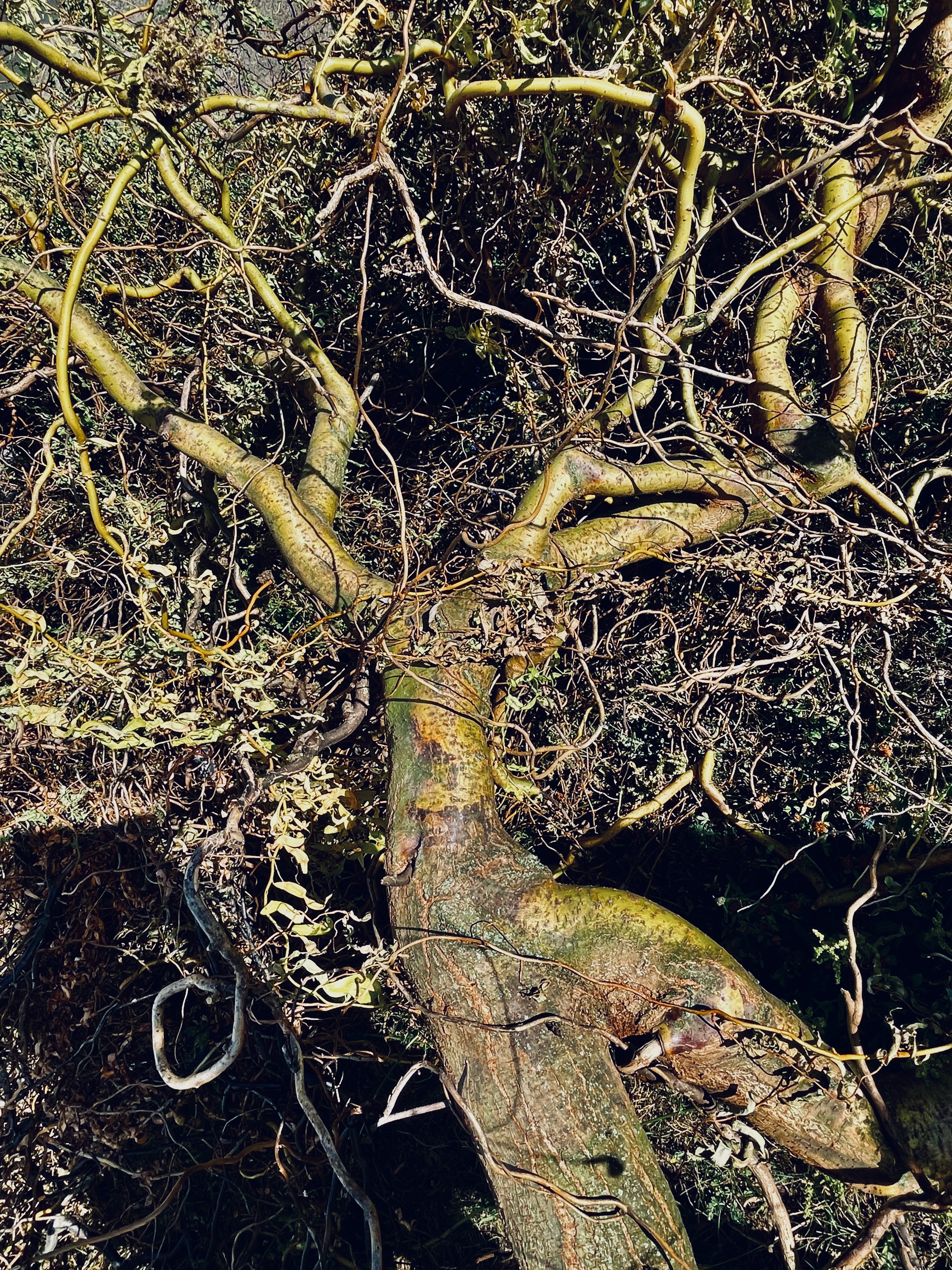 dryad