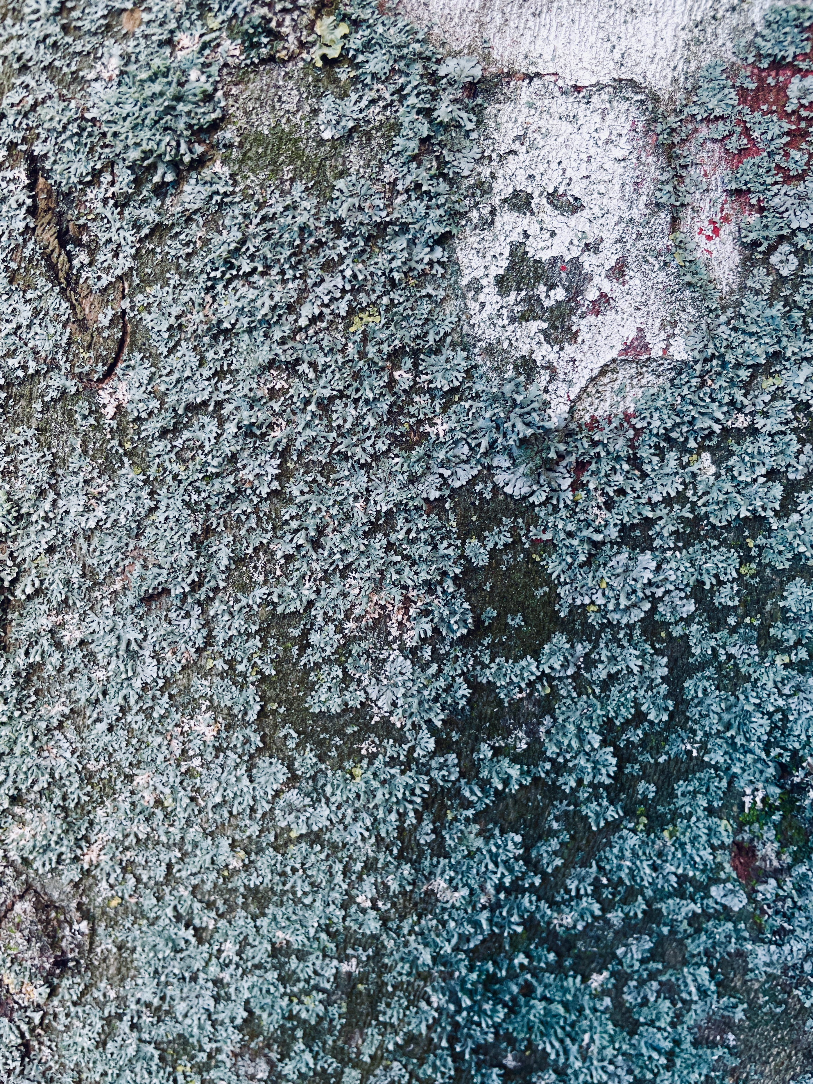 lichen specter