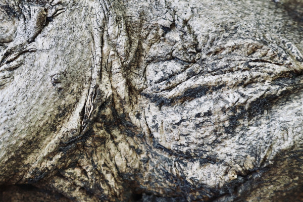  tree trunk