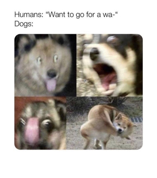 dogs