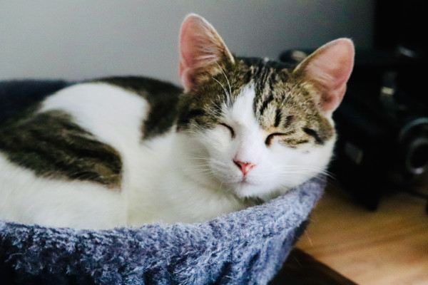 Another like Iris in a long standing tradition of little adorable tornadoes, but Lilly is on another level of cuteness altogether. She’s been such a loving and cuddling cat from day 0, always looking for you, playing, and YES CHAOS but you can’t stay mad at her even a second with her droopy eyes :3