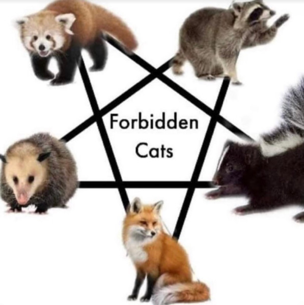 forbidden cats