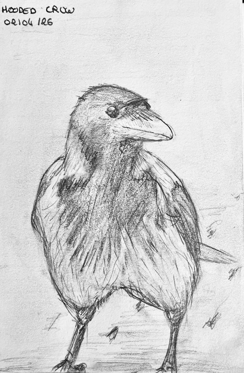 A hooded crow in the snow drawn in pencil, looking at the viewer with a warming eye