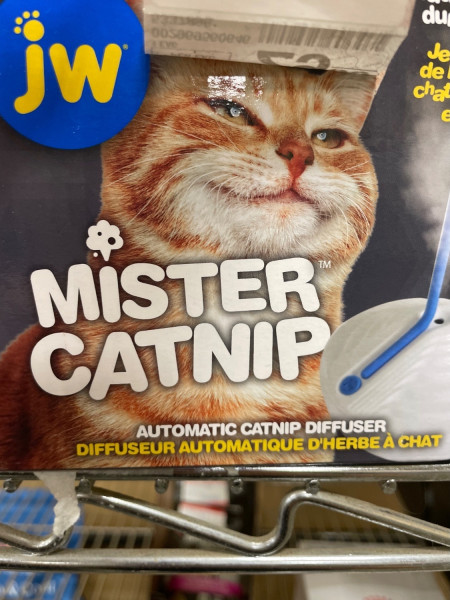 catnip