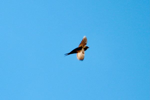Champions of “Being there but not”, I thought this was some more elusive bird than it is before starting to recognise the wingspan and call.

From then they become instead constant distant partners, always looping and whistling high above your head, but never quite there, never quite close enOUGH TO TAKE AN ACTUAL PROPER PIC I WILL GET YOU STOP BEING SO FAST DAMMIT